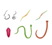 Паразиты или о жизни внутри нас